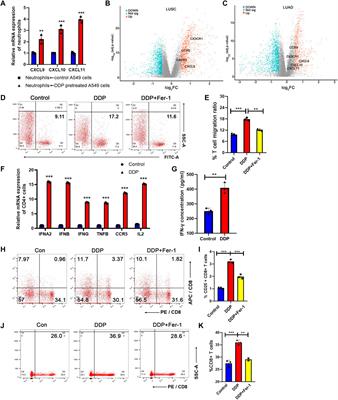 Cisplatin Promotes the Efficacy of Immune Checkpoint Inhibitor Therapy by Inducing Ferroptosis and Activating Neutrophils